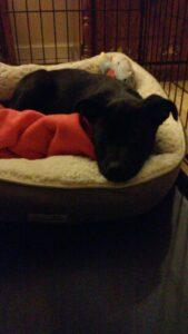Happy Tails: Bandi 4 0227152047