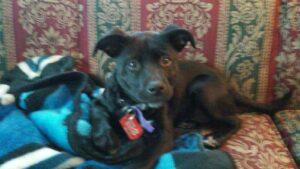 Happy Tails: Bandi 3 0301151536c