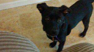 Happy Tails: Bandi 2 0301151619