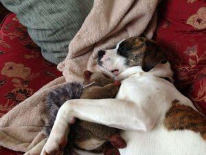 Happy Tail: Toby (formerly Bruiser) 3 11043248_10203797920098068_1689512397983456770_n