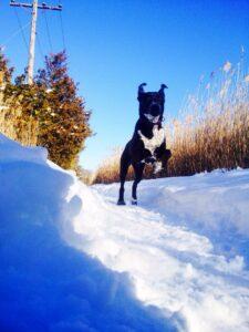 Happy Tail: Zoey (formerly Angelina) 2 11046488_644764902335473_4140535157909375669_n