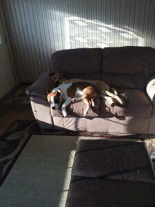 Happy Tail Update: Daisy Mae 2 Snuggling with Bauer
