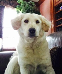 Happy Tail: Molly (formerly Shadow) 1 FullSizeRender (1)