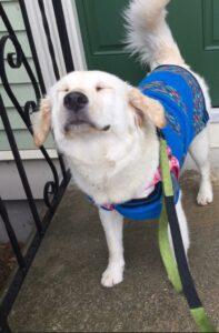 Happy Tail: Molly (formerly Shadow) 2 FullSizeRender
