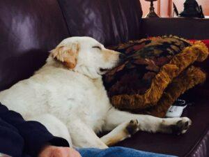 Happy Tail: Molly (formerly Shadow) 3 FullSizeRender (2)