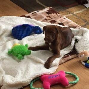Happy Tail: Brode 2 IMG_1611