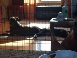Happy Tail: Hollis 2 IMG_3088