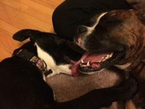 Happy Tail: Hollis 1 IMG_3103
