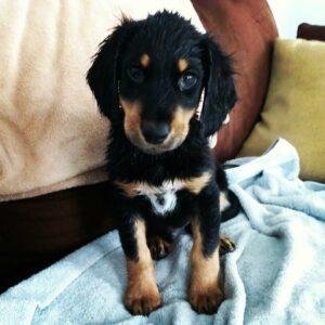Happy Tails: Archer (formerly Valentino/Robert) 1 Sparkling clean after his bath