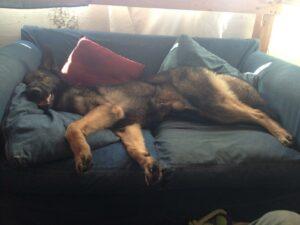 Happy Tails: Onix 1 All pooped out after lots of playtime