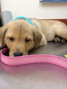 Happy Tail: Penny (formerly Shanti) 3 Penny 3