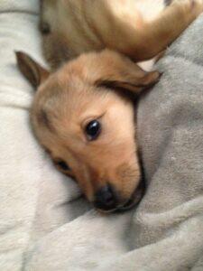 Happy Tail: Penny (formerly Shanti) 2 Penny1