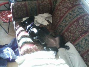 Happy Tails: Bandi 5 sun bathing