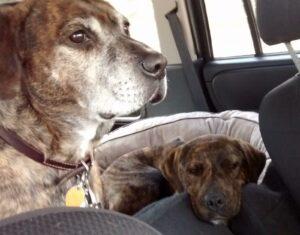 Happy Tail: Corinth 1 Rust and Cori