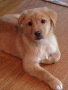 Happy Tail: Sunny 2 Sunny Smart Saint 1 (1)