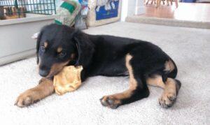 Happy Tails: Archer (formerly Valentino/Robert) 2 "I get the best treats at my new home!"