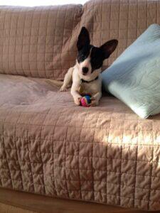 Happy Tail: Trevor 2 image-23-03-15-01-54-1