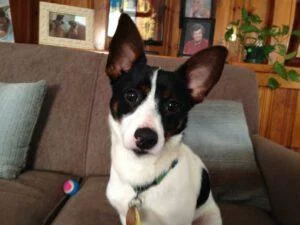 Happy Tail: Trevor 1 image-23-03-15-01-54-2