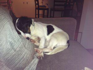 Happy Tail: Trevor 3 image-23-03-15-01-54