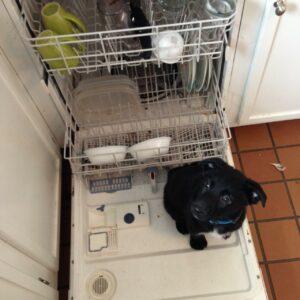 Helping out around the house :)