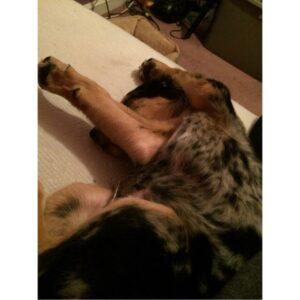 Happy Tails: Tigger (formerly Romeo) 1 puppppppppy