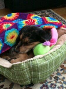 Happy Tails: Tigger (formerly Romeo) 2 pupppppy