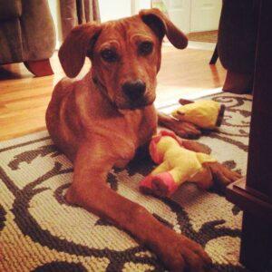 Happy Tail: Tully (formerly Pixie) 3 10521526_10100301202559801_321681690209481196_n