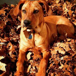 Happy Tail: Tully (formerly Pixie) 1 11151066_10100301200987951_8400976083842759542_n