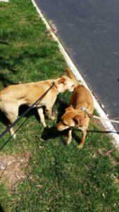 Happy Tail: Teddy 1 20150418_132248