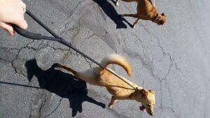 Happy Tail: Teddy 2 20150418_132329