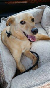 Happy Tail: Teddy 3 20150418_135117