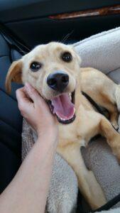 Happy Tail: Teddy 4 20150418_135145