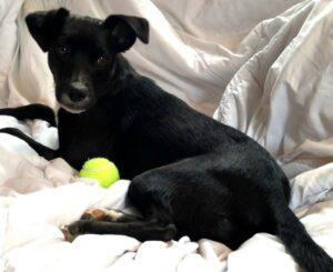 Happy Tail Update: Dusty 1 5