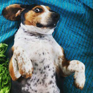 Happy Tail: Huckleberry Blu (formerly Blu) 5 IMG_20150509_114435
