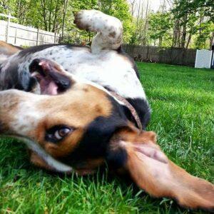 Happy Tail: Huckleberry Blu (formerly Blu) 4 IMG_20150511_182154