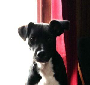 Happy Tail Update: Dusty 2 IMG_4287