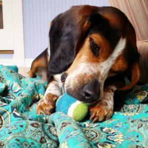 Happy Tail: Huckleberry Blu (formerly Blu) 8 huck 3