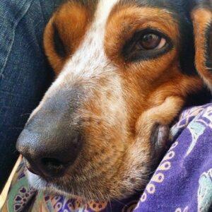 Happy Tail: Huckleberry Blu (formerly Blu) 6 huck 5