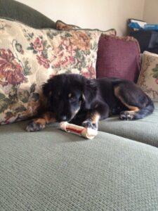 Happy Tail: Konnor 2 photo (1)