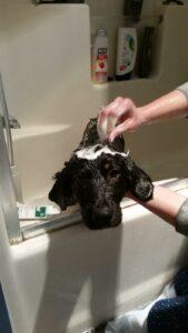 Happy Tail: Konnor 1 Bath time!