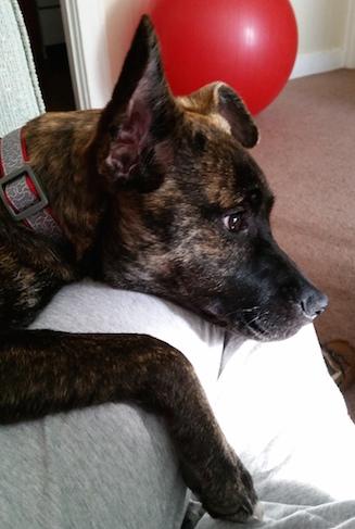 Happy Tail: Wimpy 1
