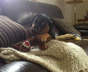 Happy Tail: Dunkin (formerly Bourbon Buzz) 2 1photo