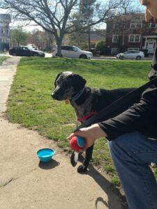 Happy Tail: Sammy (formerly Frito) 4 2015-04-25 16.10.23