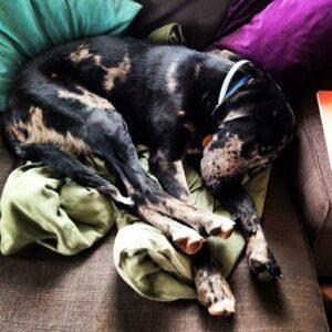 Happy Tail: Sammy (formerly Frito) 2 2015-04-27 22.15.18