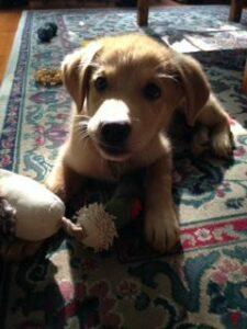 Happy Tail: Elly (formerly Amy) 1 Elly