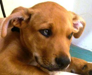 Happy Tail: Toki (formerly Baxter Red) 1 IMAG00562
