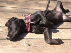 Happy Tail: Otis (formerly Bubba Jo) 3 Basking in the sunshine
