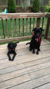Happy Tail: Otis (formerly Bubba Jo) 4 Otis and “big brother” Phinney