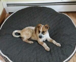 Happy Tail: Zoe (formerly Polka Dot Red) 1 Polka Dot 2