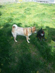 Happy Tail: Talia (formerly Star Red) 4 V__4B3D